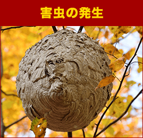 害虫の発生
