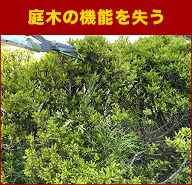 庭木の機能を失う